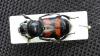 Nicrophorus sepulchralis